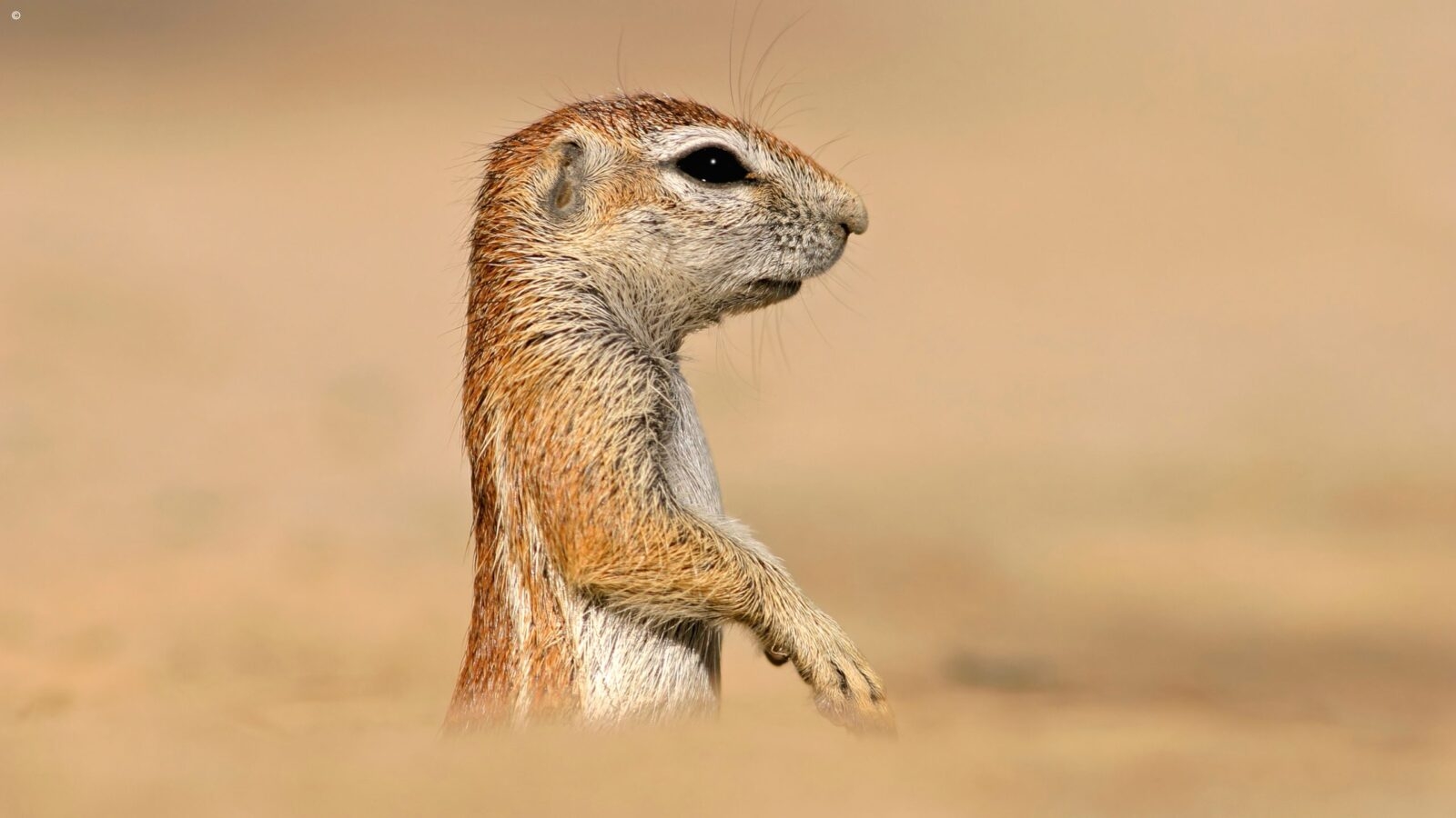 Profile portrait of a ground squirrel in a sandy habitat, a highlight of luxury garden route trips.