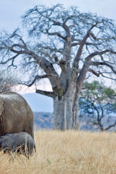 A Signature Northern Tanzania Safari