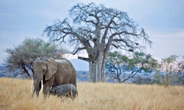A Signature Northern Tanzania Safari Trip