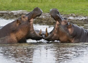 Katavi National Park thumbnail