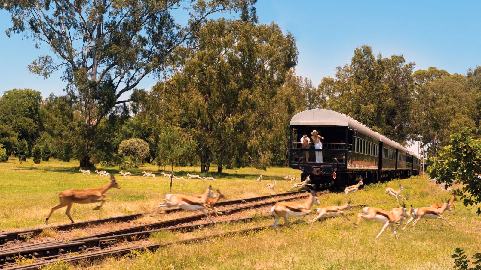 A herd of springbok runs alongside a train on luxury rail travel in South Africa.