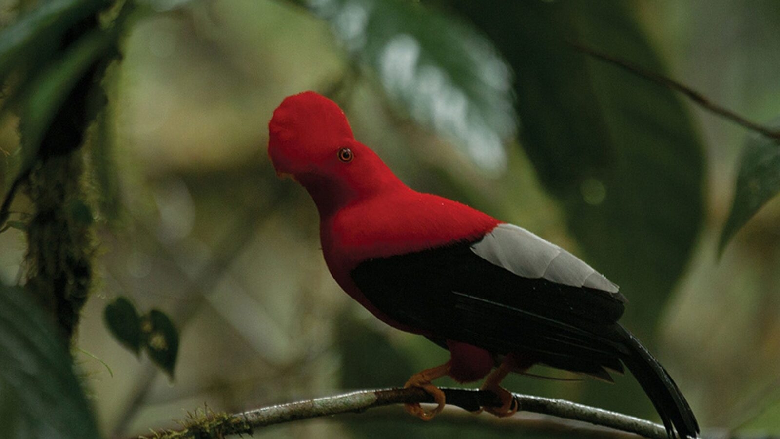 Beautiful bird, Ecuadorian Cloud Forests, Ecuador