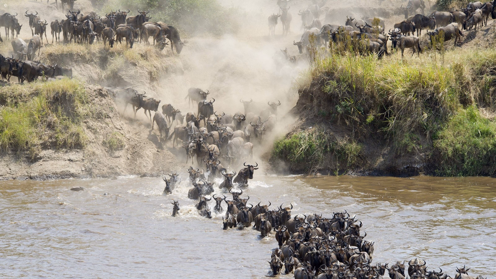 Wildebeest migration through the river of North Serengeti, Tanzania