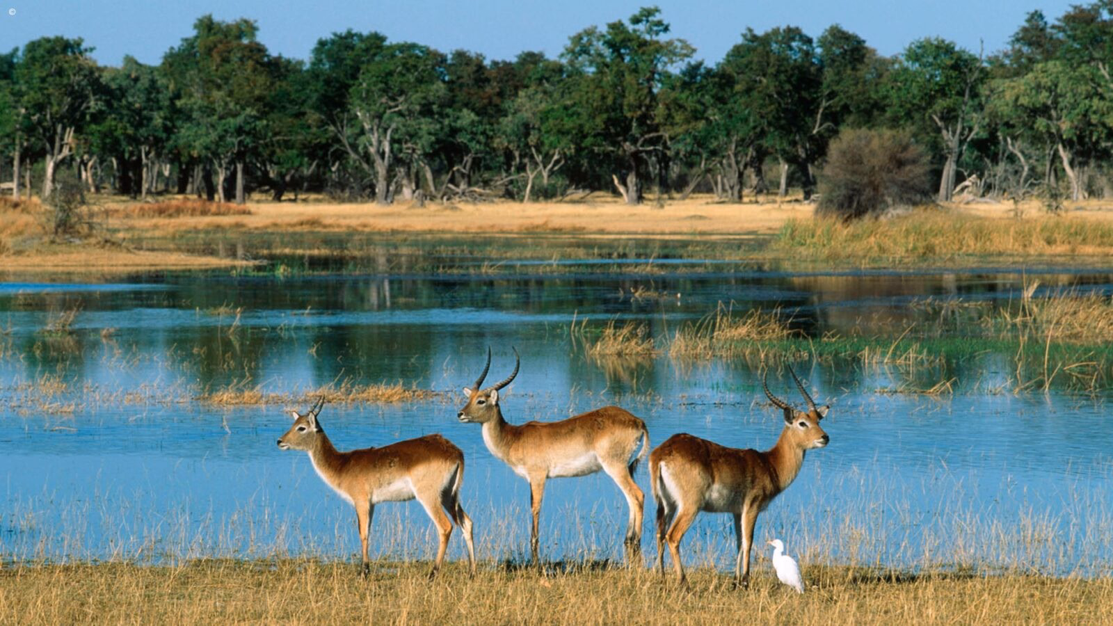 Three wild antelope and a white egret bird standing in long grass by a still watering hole