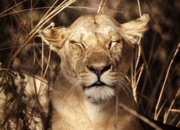 South Luangwa National Park thumbnail