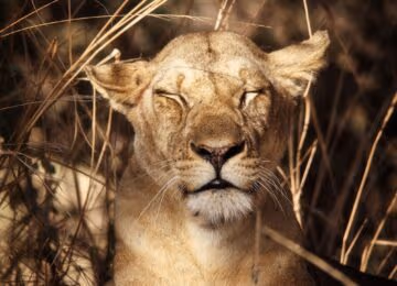 South Luangwa National Park thumbnail