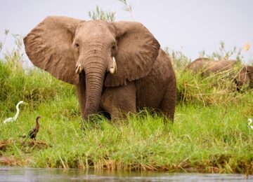 Lower Zambezi thumbnail