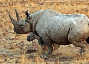 Damaraland thumbnail