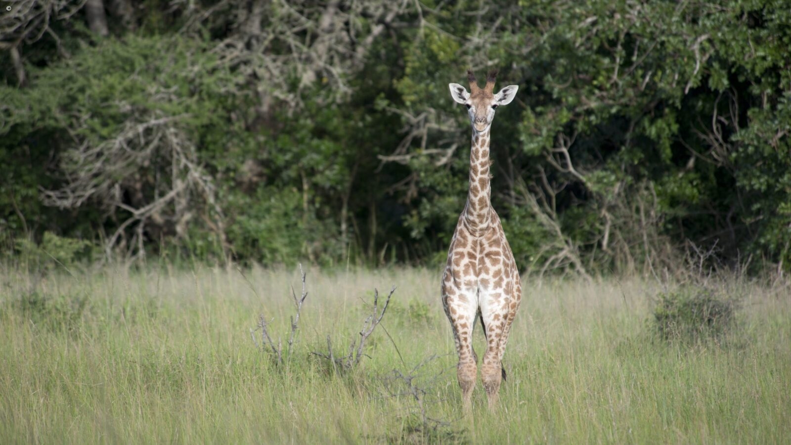 A front-facing view of a young giraffe standing in a grassy field during luxury Phinda safaris.