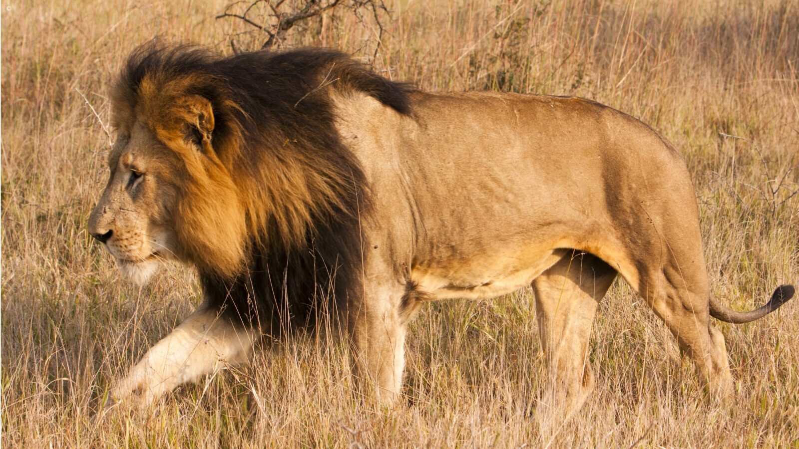 A side profile of a male lion walking through tall, dry grass during luxury Phinda safaris.