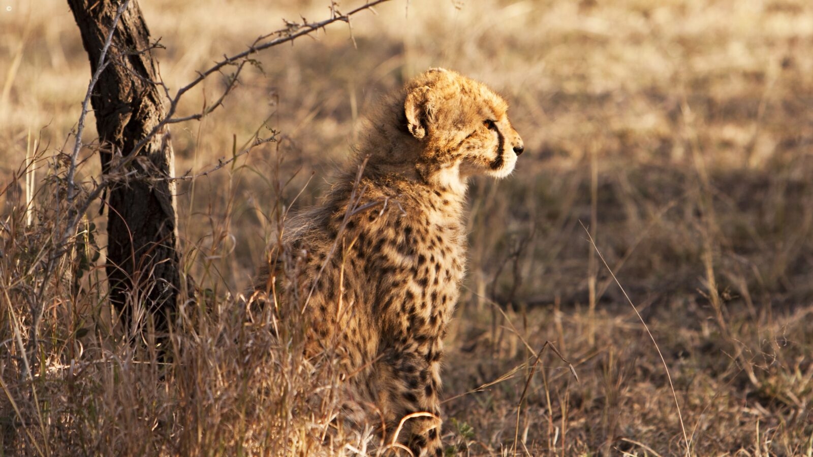 A young cheetah cub sitting in dry grass, facing right, during luxury Phinda trips.