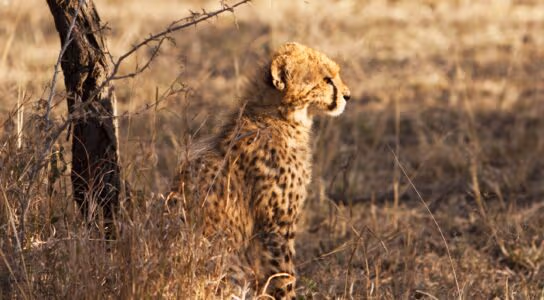 Game drive across seven habitats for the Big Five preview image