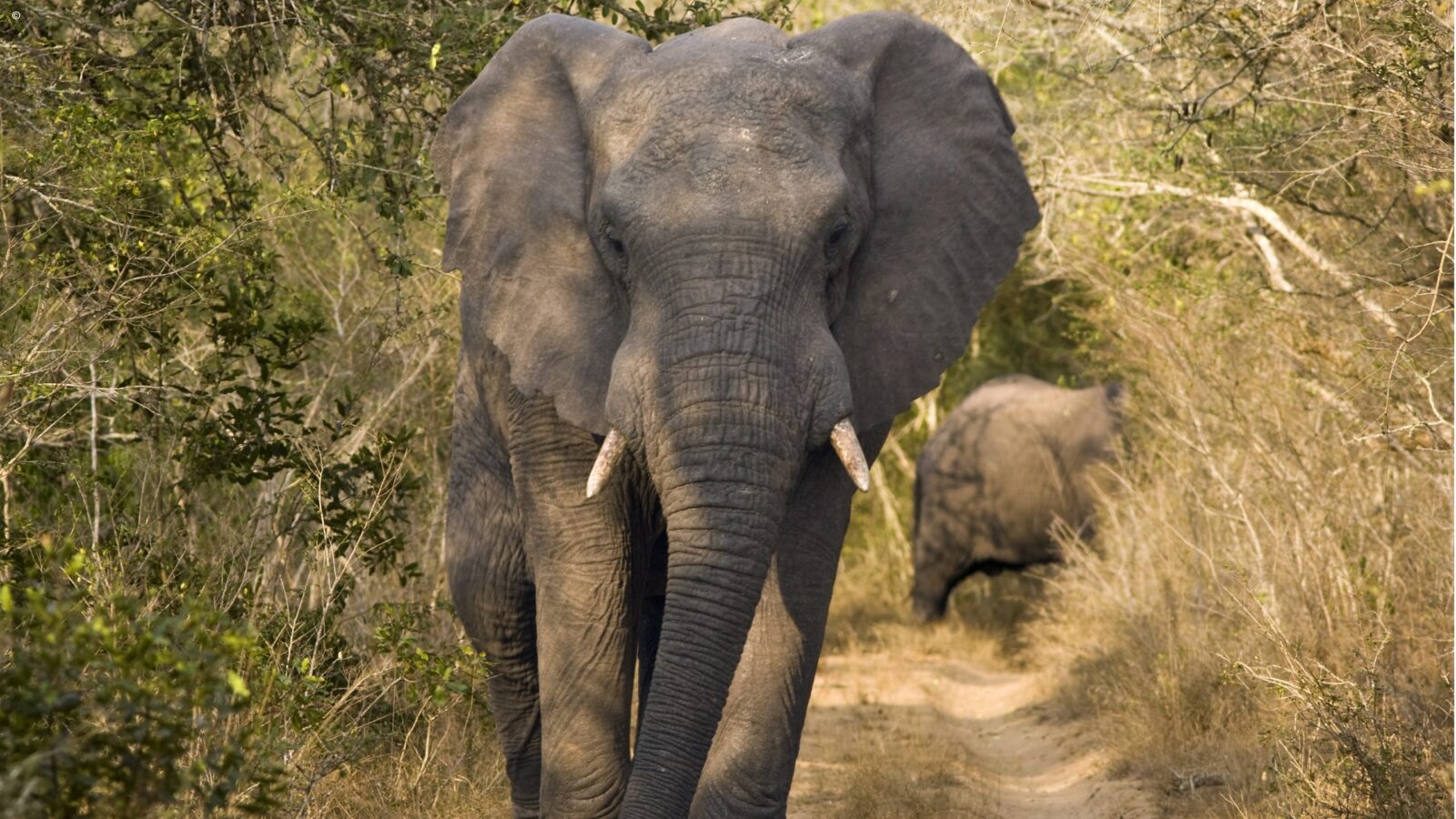 A large African elephant walking down a dirt path surrounded by thick brush during luxury Phinda trips.