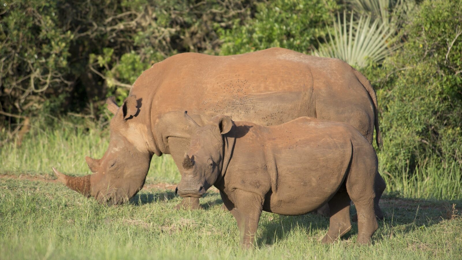 A white rhinoceros and its calf grazing in the grass during luxury Phinda tours.