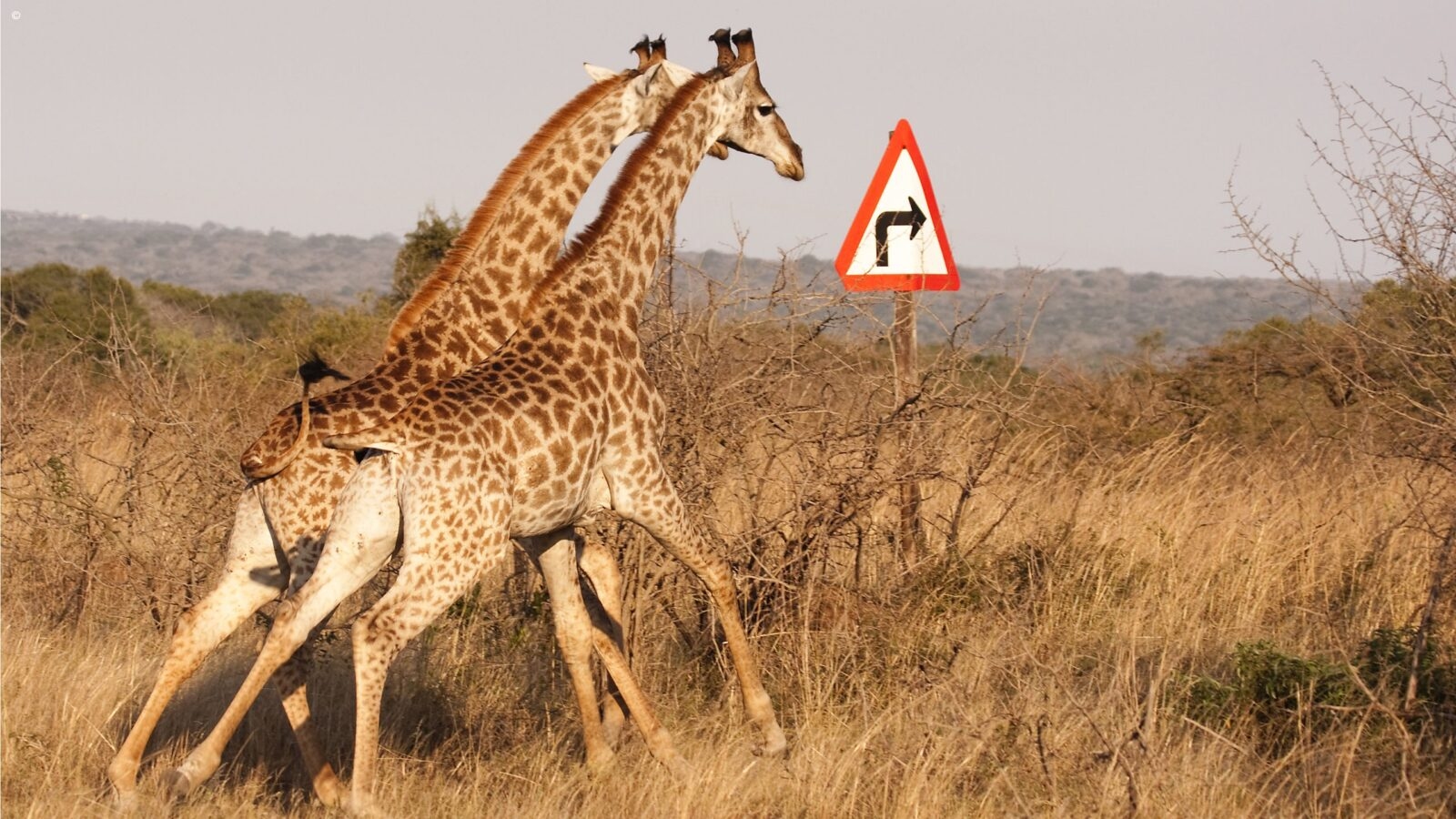 Giraffes crossing the road at Phinda Game Reserve