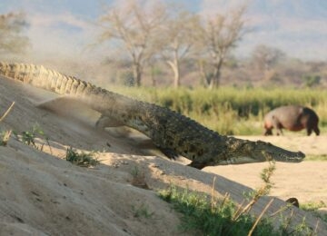 Mana Pools National Game Park thumbnail