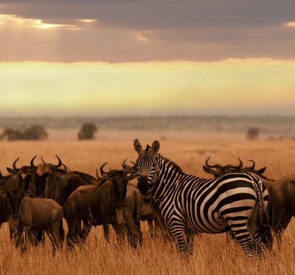 Tanzania