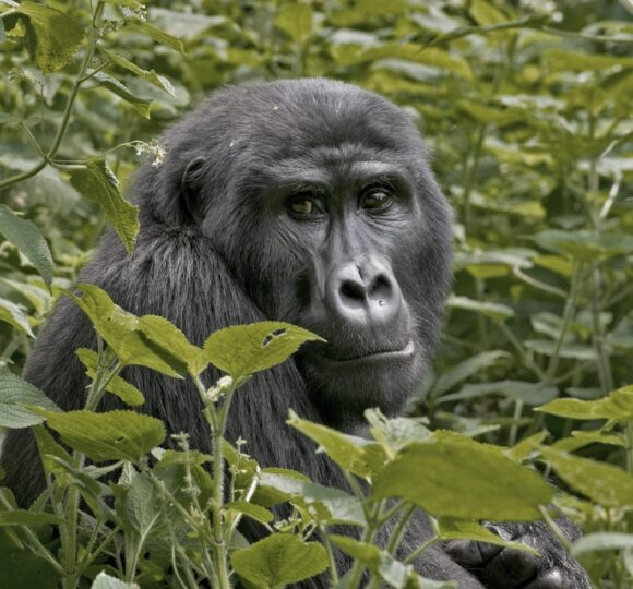 Uganda