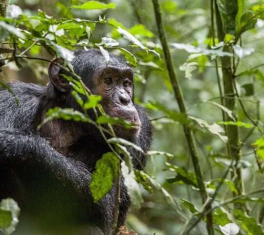 chimpanzee-bwindi-impenetrable-forest-uganda