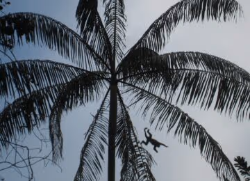 Ecuador thumbnail