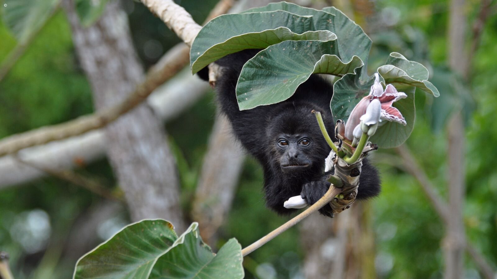 A black howler monkey in a jungle setting during luxury Belize holidays.