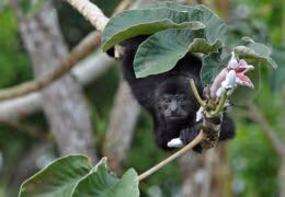 Luxury Belize Nature Explorer