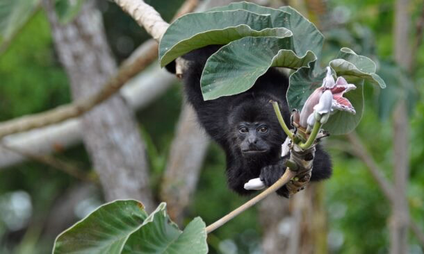 Luxury Belize Nature Explorer