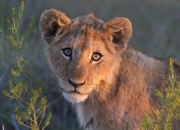 South Africa thumbnail