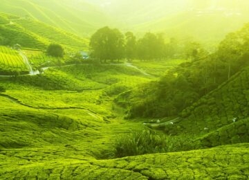 Cameron Highlands thumbnail