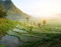 Sunlit green terraced rice fields on a hillside, a highlight of luxury Bali tours.