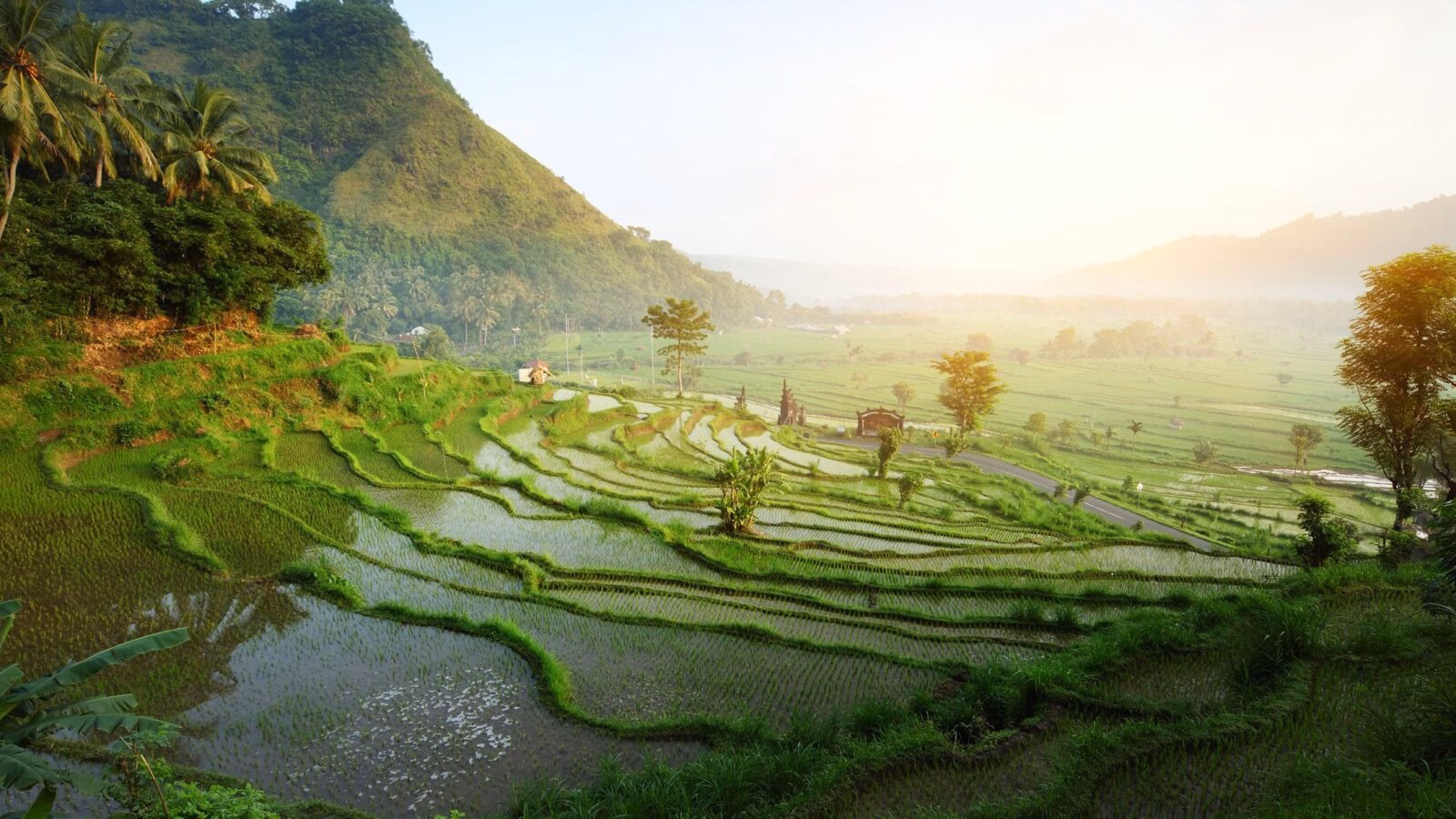 Sunlit green terraced rice fields on a hillside, a highlight of luxury Bali tours.