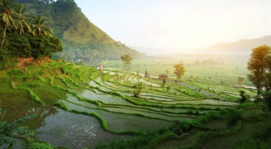 Cycle through Ubud's rice paddies to hidden waterfalls preview image