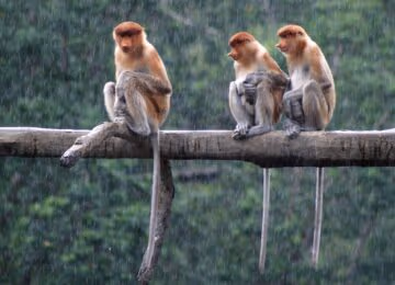 Danum Valley thumbnail