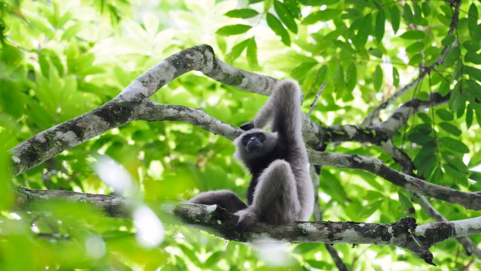 Bornean gibbon