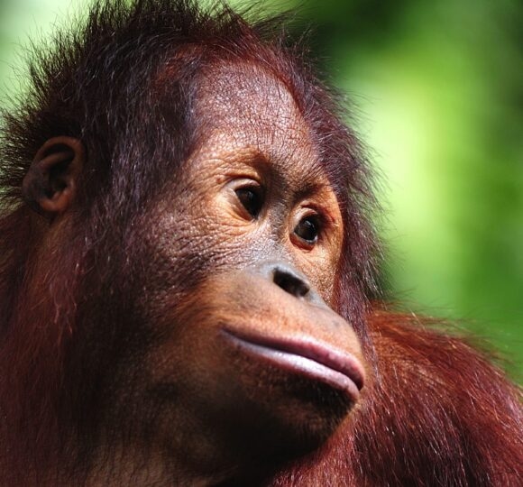 Borneo
