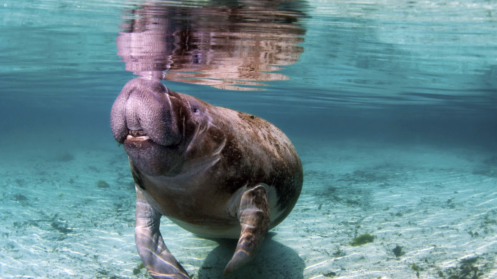 A dugong swimming in clear turquoise water as part of luxury Borneo tours.