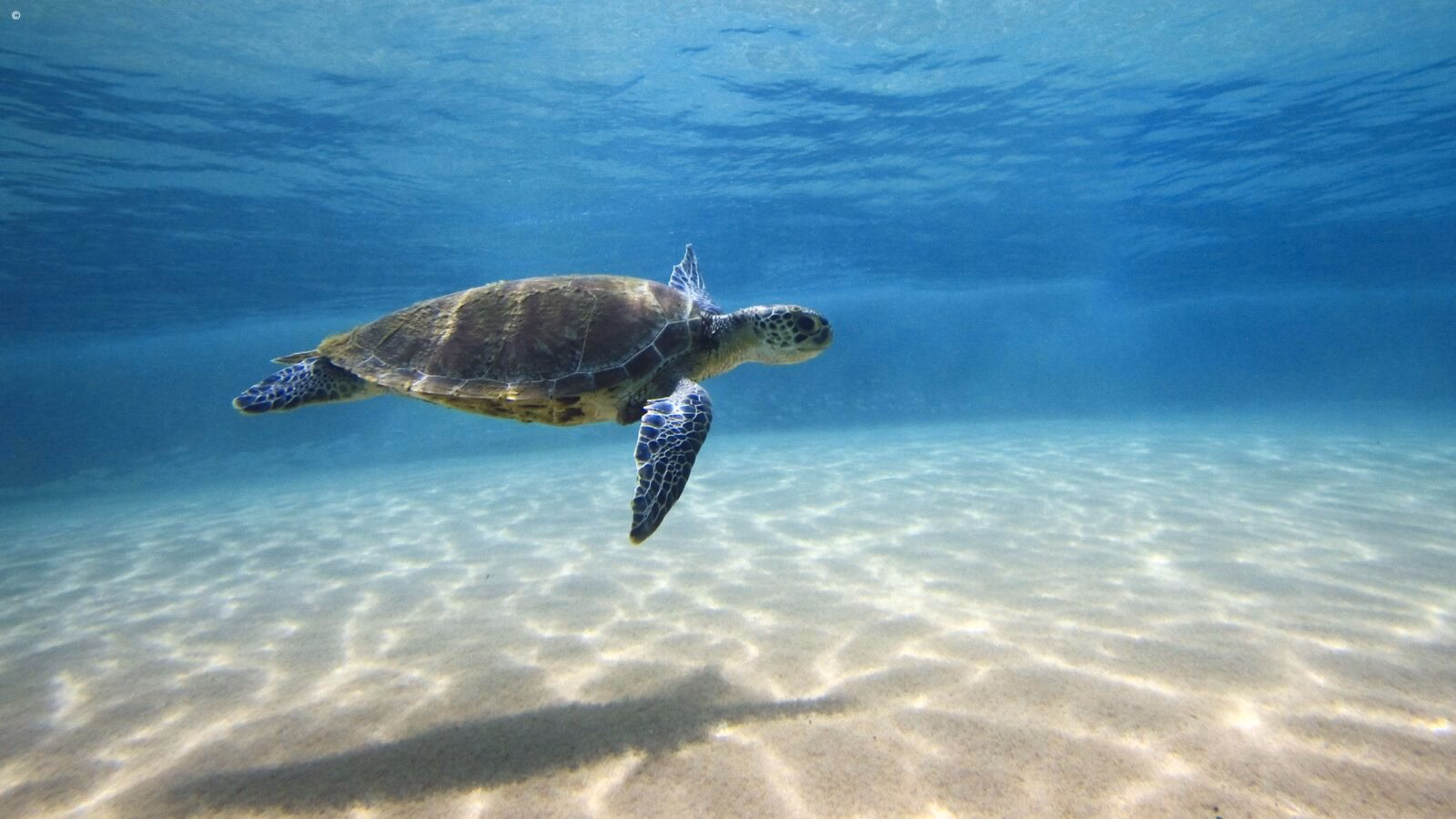 A sea turtle swimming through turquoise water over sunlit sand on luxury Latin America grand tours.