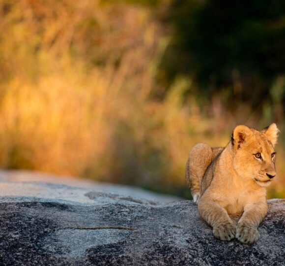 Africa