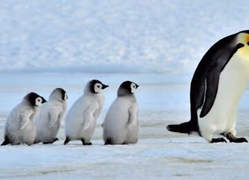 Polar Regions thumbnail