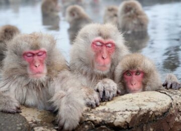 Jigokudani Snow Monkey Park thumbnail