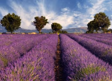 Provence thumbnail