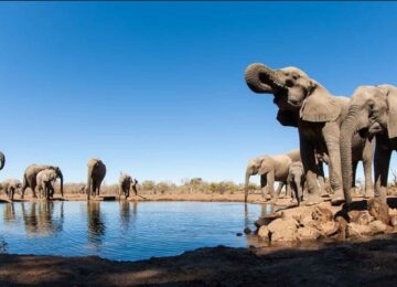 Mashatu Game Reserve thumbnail