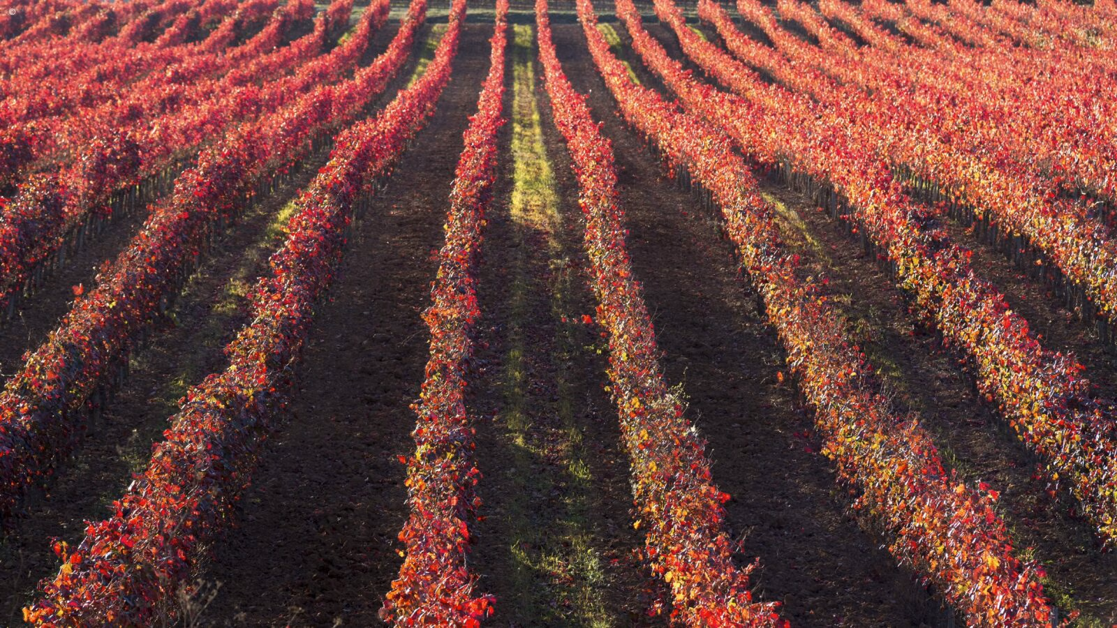 Vines Ribera del Duero Spain