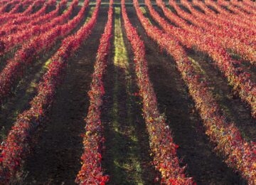 Duero Valley Wine Region thumbnail