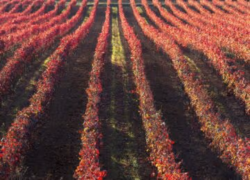 Duero Valley Wine Region thumbnail