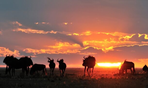 A Unique Zambian Safari to Liuwa Plain National Park