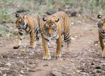 Ranthambore thumbnail