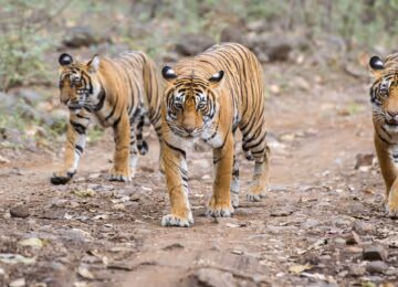 Ranthambore thumbnail