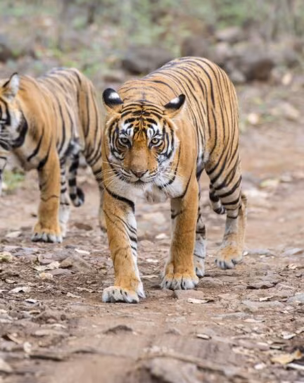 Our Guide to Tiger Spotting in India