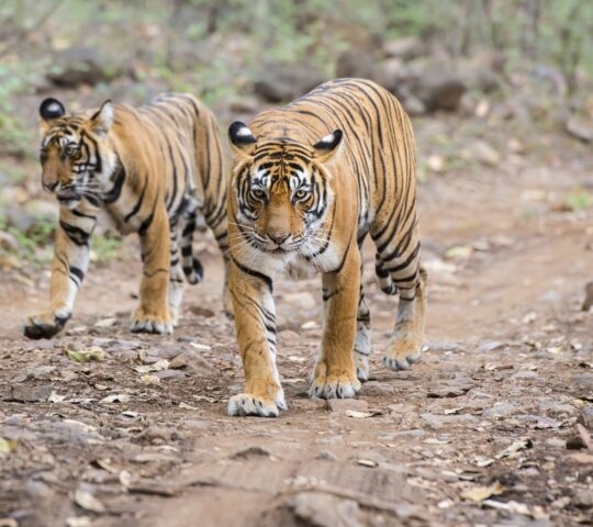 tigers-ranthambore-national-park-india